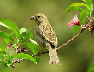 The Sparrows and God — Peter Wade, Bible teacher